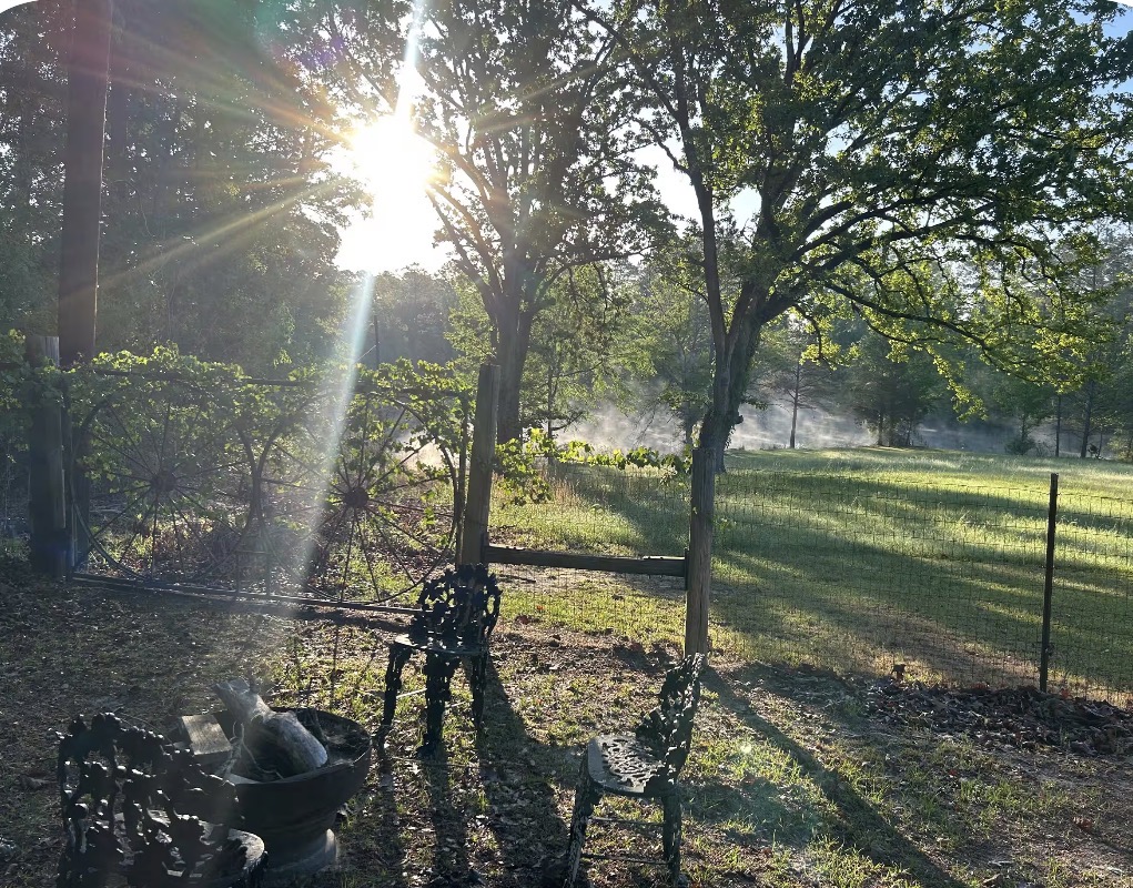 Morning sunlight through the trees above antique courtyard chairs at Rockhill