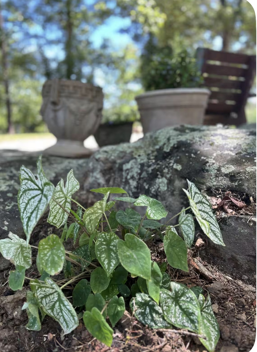Green and white caladiums among mossy stones and antique garden urns at Rockhill