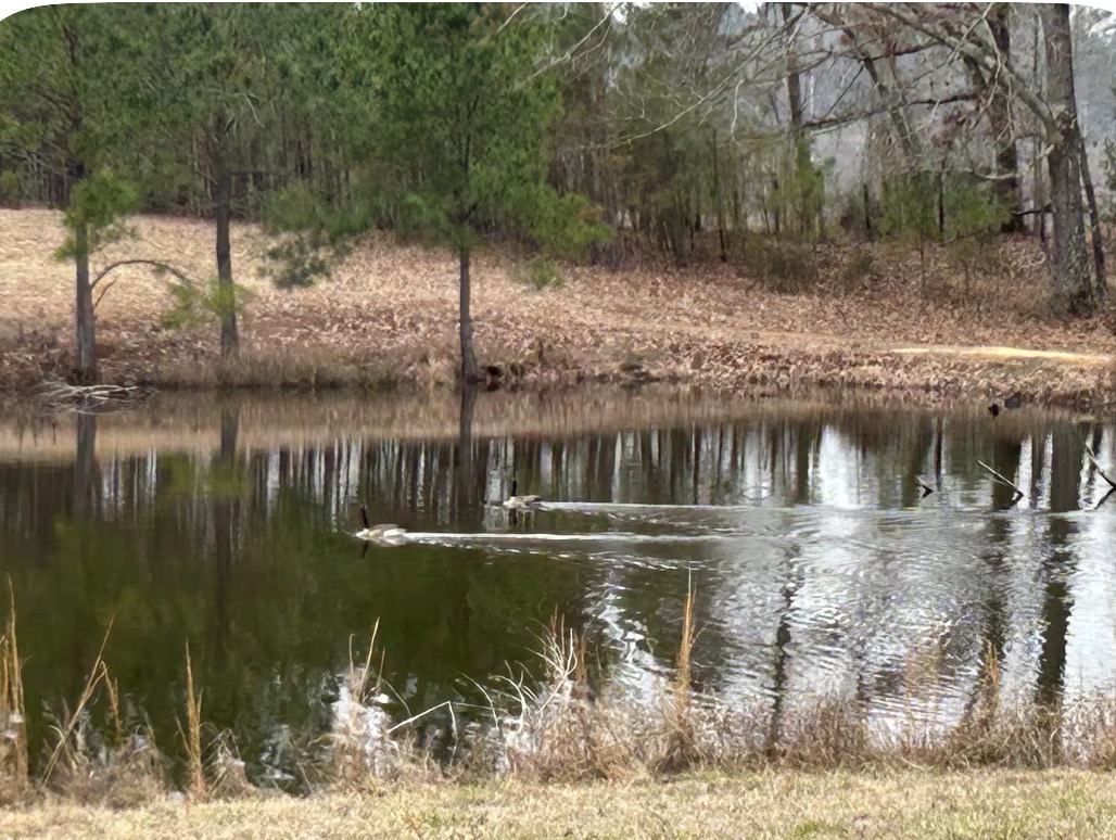 Waterbirds crossing a quiet Rockhill pond with woodland reflected in the water